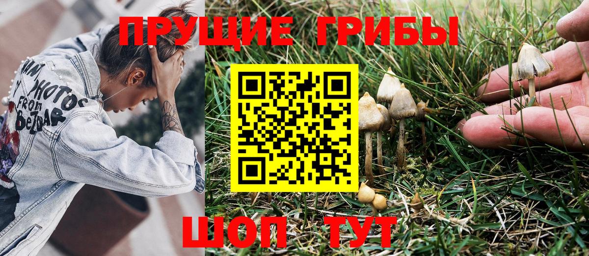 Златоуст  Псилоцибиновые грибы Cubensis  Вход с VPN  Псилоцибиновые грибы мухоморы 